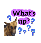 【英語版】ジャーマンシェパード犬（個別スタンプ：36）