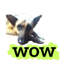 【英語版】ジャーマンシェパード犬（個別スタンプ：37）