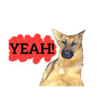 【英語版】ジャーマンシェパード犬（個別スタンプ：38）