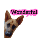 【英語版】ジャーマンシェパード犬（個別スタンプ：40）