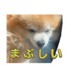愛犬スタンプ(Miru)（個別スタンプ：5）