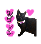 愛すべきふうと茶々（個別スタンプ：2）