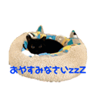愛すべきふうと茶々（個別スタンプ：5）