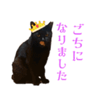 愛すべきふうと茶々（個別スタンプ：6）