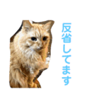 愛すべきふうと茶々（個別スタンプ：10）
