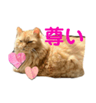 愛すべきふうと茶々（個別スタンプ：11）