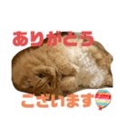 愛すべきふうと茶々（個別スタンプ：12）