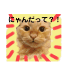 愛すべきふうと茶々（個別スタンプ：13）