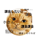 愛すべきふうと茶々（個別スタンプ：15）
