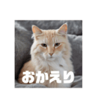 〜猫〜（個別スタンプ：1）