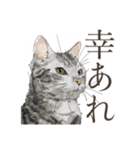 普通口調ねこ リアルイラスト VOL.03（個別スタンプ：3）