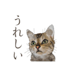 普通口調ねこ リアルイラスト VOL.03（個別スタンプ：4）