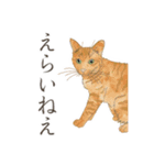 普通口調ねこ リアルイラスト VOL.03（個別スタンプ：12）