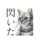 普通口調ねこ リアルイラスト VOL.03（個別スタンプ：19）