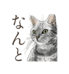 普通口調ねこ リアルイラスト VOL.03（個別スタンプ：24）