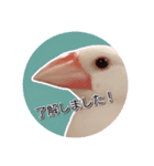 文鳥の日常会話〜挨拶〜（個別スタンプ：6）