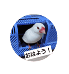 文鳥の日常会話〜挨拶①〜（個別スタンプ：6）