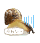 苔氏家のゆかいな仲間たち(ナメツムver.)（個別スタンプ：8）