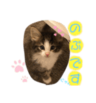 スタンプの、のぶ（個別スタンプ：1）
