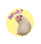 文鳥〜日常会話〜（個別スタンプ：5）