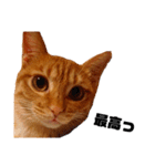 茶トラねこの日常② browntabbycat（個別スタンプ：1）