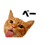 茶トラねこの日常② browntabbycat（個別スタンプ：2）