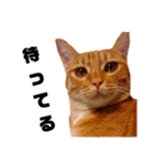 茶トラねこの日常② browntabbycat（個別スタンプ：3）