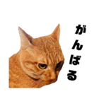 茶トラねこの日常② browntabbycat（個別スタンプ：4）