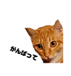 茶トラねこの日常② browntabbycat（個別スタンプ：5）