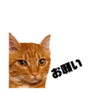 茶トラねこの日常② browntabbycat（個別スタンプ：6）