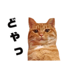 茶トラねこの日常② browntabbycat（個別スタンプ：9）