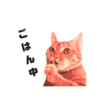 茶トラねこの日常② browntabbycat（個別スタンプ：11）