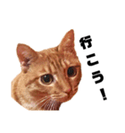 茶トラねこの日常② browntabbycat（個別スタンプ：12）