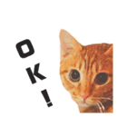 茶トラねこの日常② browntabbycat（個別スタンプ：13）