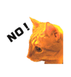 茶トラねこの日常② browntabbycat（個別スタンプ：14）