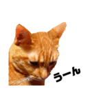 茶トラねこの日常② browntabbycat（個別スタンプ：15）