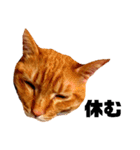 茶トラねこの日常② browntabbycat（個別スタンプ：16）