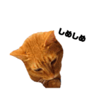 茶トラねこの日常② browntabbycat（個別スタンプ：17）