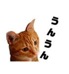 茶トラねこの日常② browntabbycat（個別スタンプ：18）
