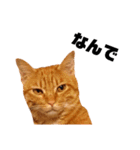 茶トラねこの日常② browntabbycat（個別スタンプ：19）