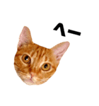 茶トラねこの日常② browntabbycat（個別スタンプ：20）