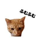 茶トラねこの日常② browntabbycat（個別スタンプ：21）
