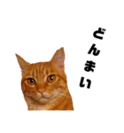 茶トラねこの日常② browntabbycat（個別スタンプ：23）