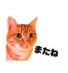 茶トラねこの日常② browntabbycat（個別スタンプ：25）