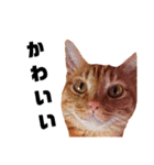 茶トラねこの日常② browntabbycat（個別スタンプ：26）