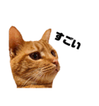 茶トラねこの日常② browntabbycat（個別スタンプ：27）
