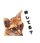 茶トラねこの日常② browntabbycat（個別スタンプ：28）