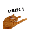 茶トラねこの日常② browntabbycat（個別スタンプ：29）