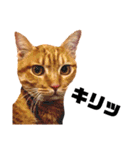 茶トラねこの日常② browntabbycat（個別スタンプ：30）