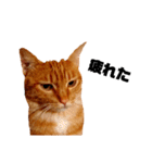 茶トラねこの日常② browntabbycat（個別スタンプ：31）